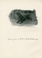 COCKER SPANIEL RUNNING THROUGH