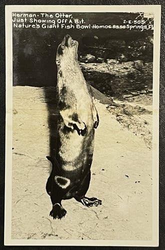 Herman the otter homosassa - herman,