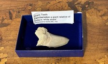 Shark Tooth Carcharodon Fossil a Giant Relative of today's 'Great White’ Shark