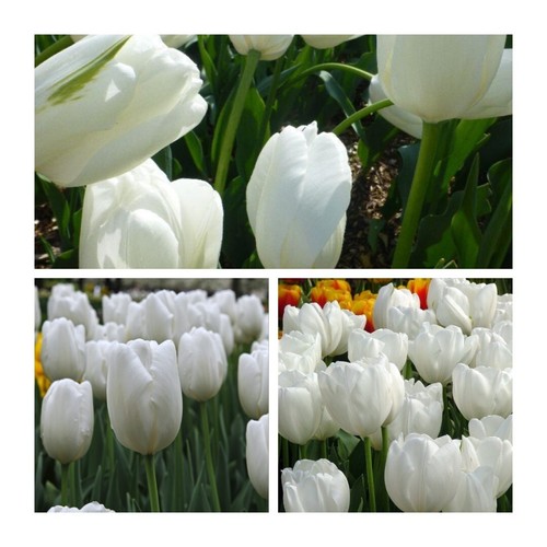 Hakuun darwin hybrid tulip - hakuun,
