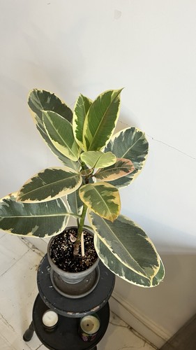 Variegated rubber plant ficus - rubber,