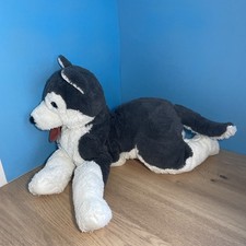 Gorgeous cuddly Husky dog