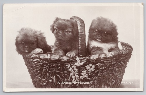 Three pekingese puppies - three,