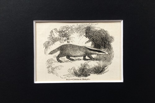 Badger tiny 1840s antique - badger,