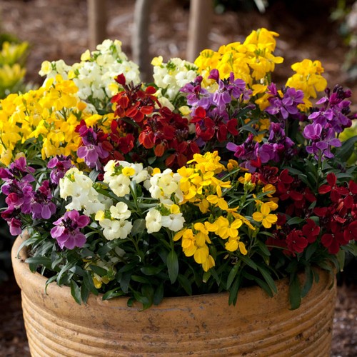 Wallflower sugar rush - sugar,