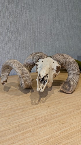 Scottish blackface ram skull - blackface,