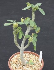 Dorstenia lavrano 10341 exotic