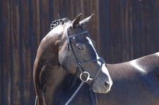 CALDENE GRACKLE MEXICAN CROSS