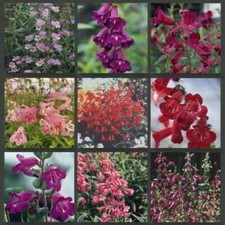 Beardtongues penstemon - beardtongues,