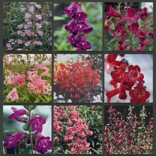 Beardtongues penstemon - -,