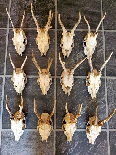 Deer skull with antlers - deer,