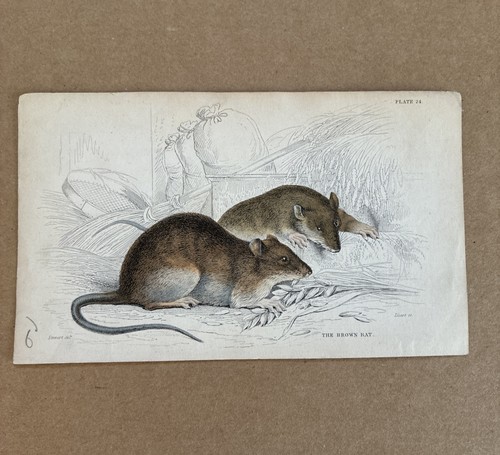 Antique natural history - antique,