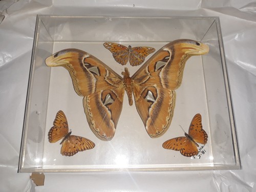 Butterfly framed taxidermy set - butterfly,