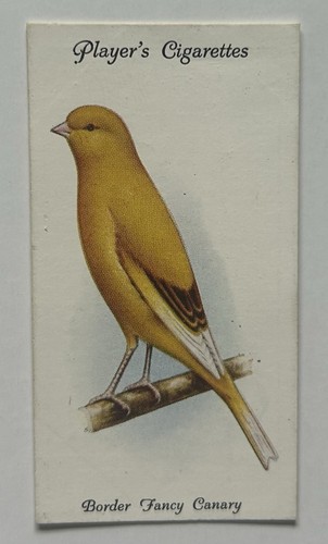 Player aviary birds - aviary,