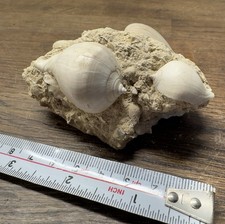 A group of fossilized sea