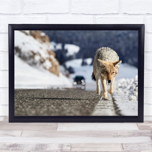 Coyote america winter snow - america,