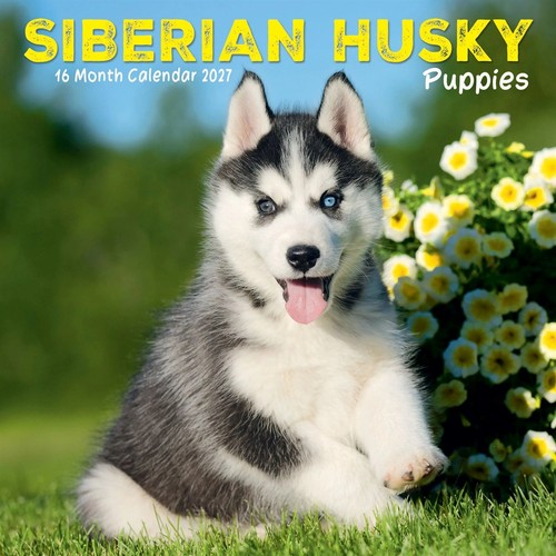 Siberian husky puppies mini - husky,