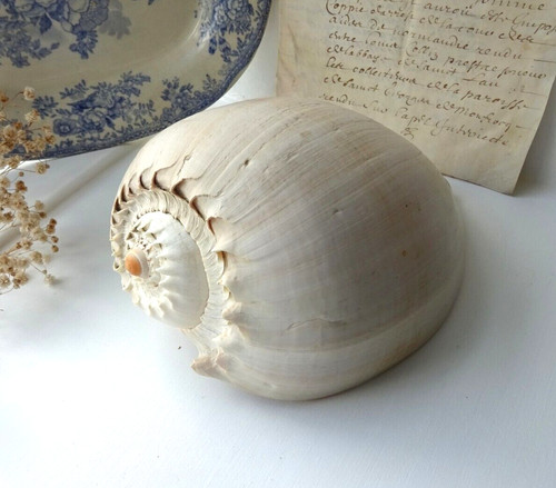 Antique melon shell lge - antique,