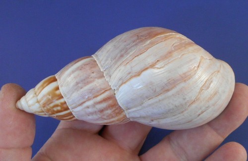 Xlarge japanese land snail - 3,