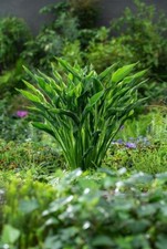 Hosta praying hands 9cm - 'praying, hands'