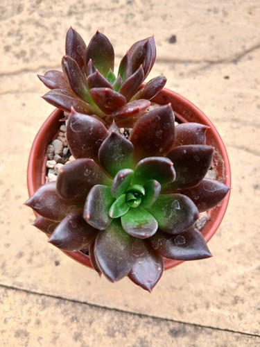Echeveria black knight - black,