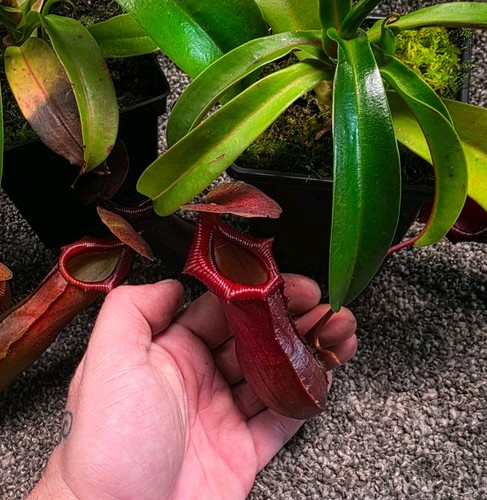 Nepenthes pitcher - nepenthes,