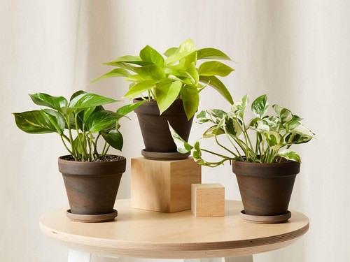 House plants variation - house,