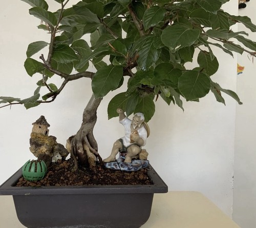 Bonsai tree european beech - bonsai,