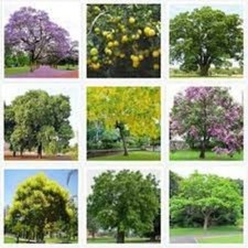 Collection of 200 x mixed tree