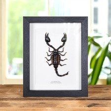 Taxidermy Giant Forest Scorpion Frame (Heterometrus)