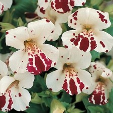 Thompson & Morgan Mimulus x