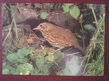 POSTCARD E3-6 ANIMALS SONG