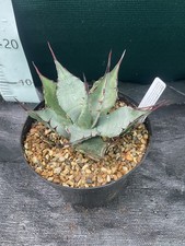 Agave parryi var. neomexicana