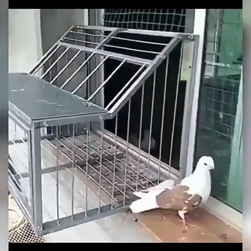 Pigeon bird cage door coop - pigeon,