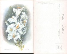 Madonna Lily J Salmon Flowers Art