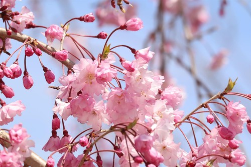 Kiku sakura cheals weeping - cheals,