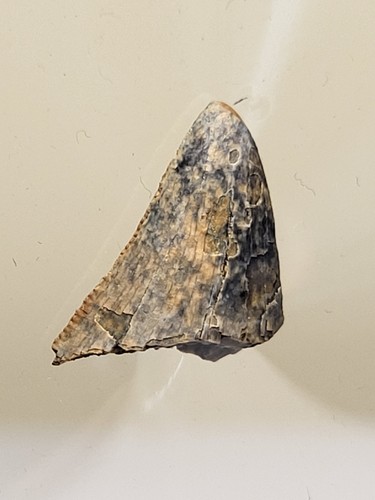 Serrated nanotyrannus tooth - serrated,