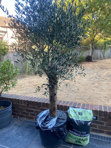 Beautiful mature olive tree - mature,