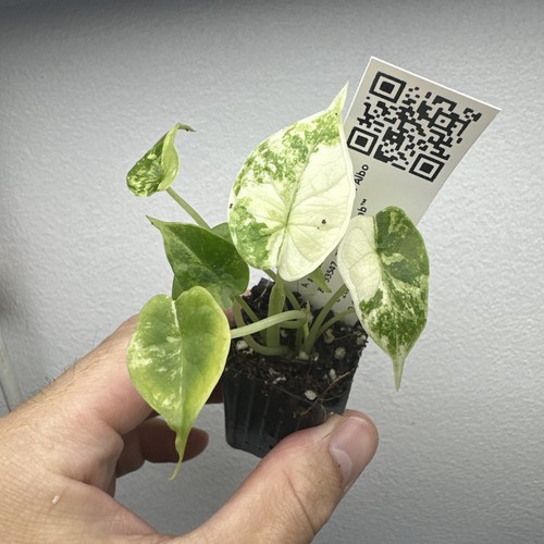 Alocasia dragon scale - alocasia, albo