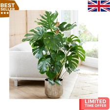 Elegant Monstera Swiss Cheese