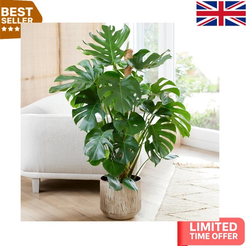 Elegant monstera swiss cheese - elegant,