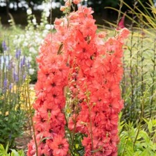 Delphinium 'Red Lark' -