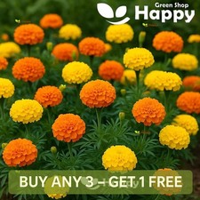 African Marigold Crackerjack