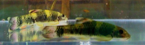 Panda garra fish - garra,