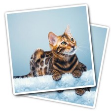 2x Vinyl Stickers Cute Bengal