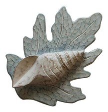 White Turban Shell on Aqua