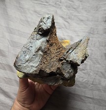 Rare Huge Tyrannosaurus Rex