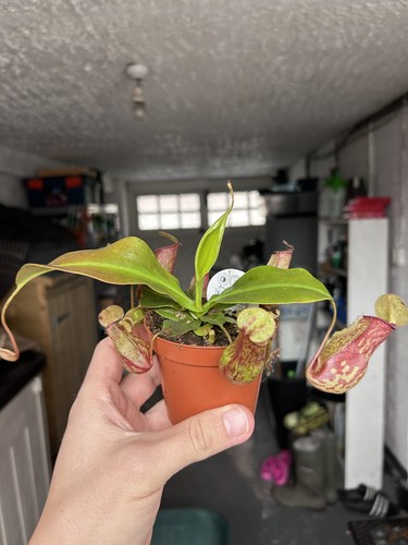 Nepenthes tropical pitcher - nepenthes,