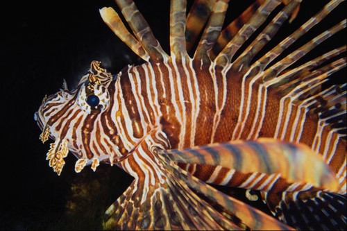 567096 lion fish indonesia - lion,