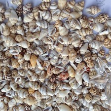 50pcs 0.5-1cm Natural Seashells Sea Shells Conch Fish Tank Decor Home Ornament